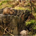 Die Rötelmaus (Myodes glareolus) ...