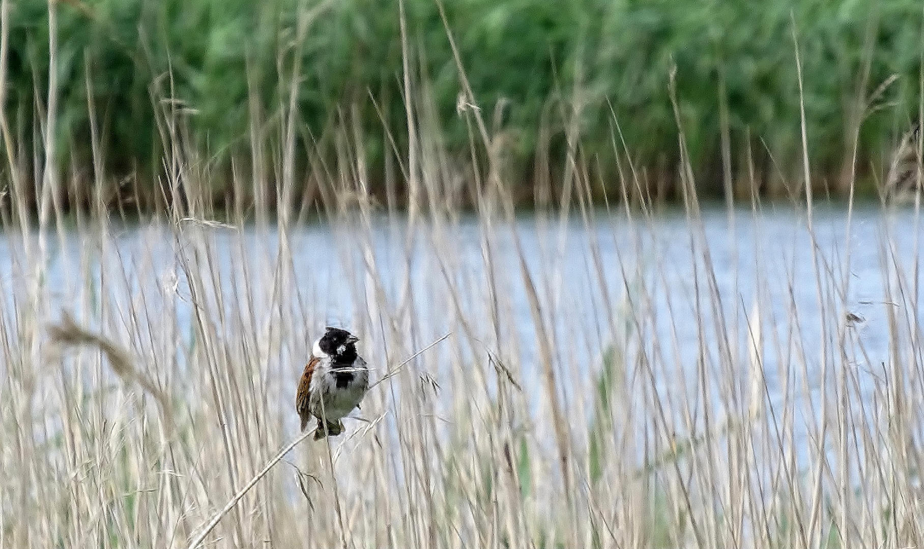 die Rohrammer (Emberiza schoeniclus)...