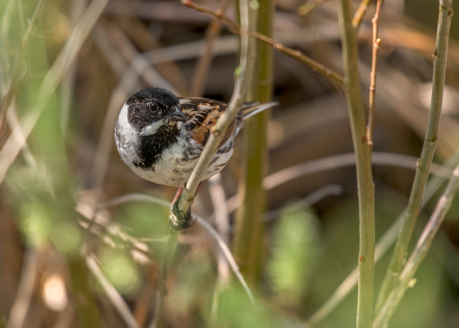 Die Rohrammer (Emberiza schoeniclus)