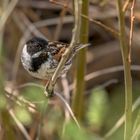 Die Rohrammer (Emberiza schoeniclus)