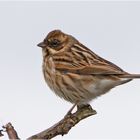 Die Rohrammer (w) (Emberiza schoeniclus) . . .