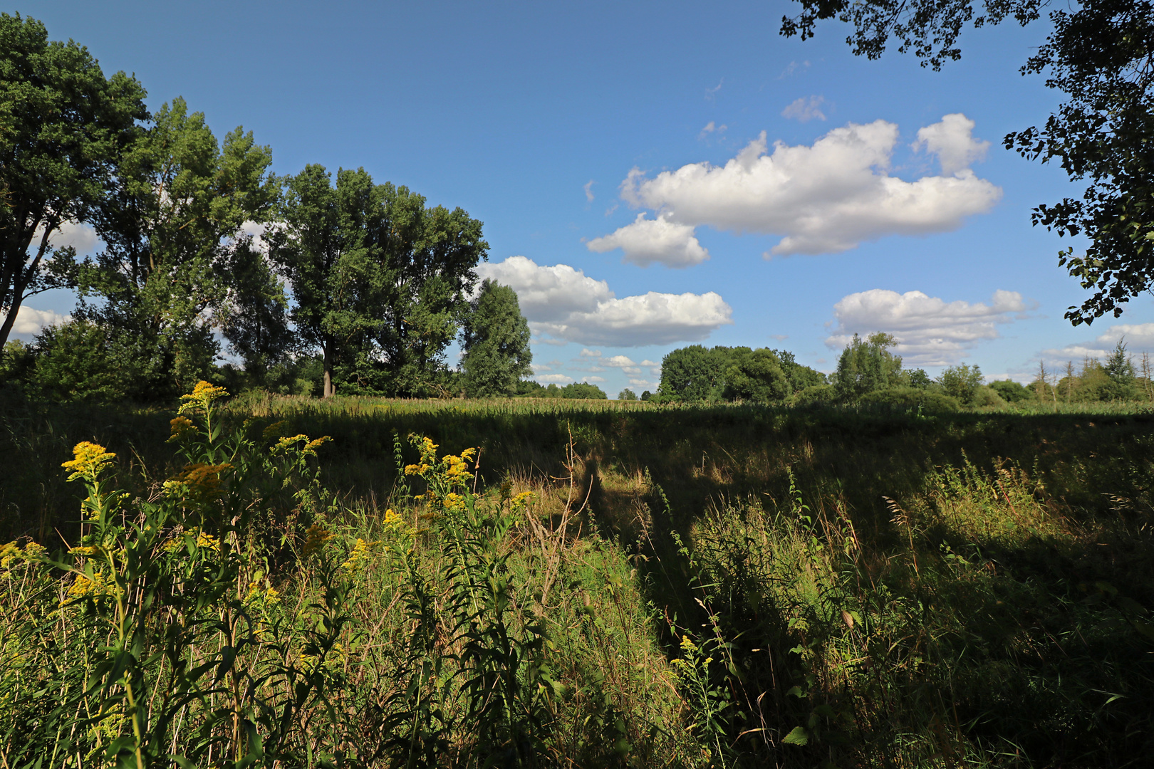 Die Rohrwiese im Spätsommer