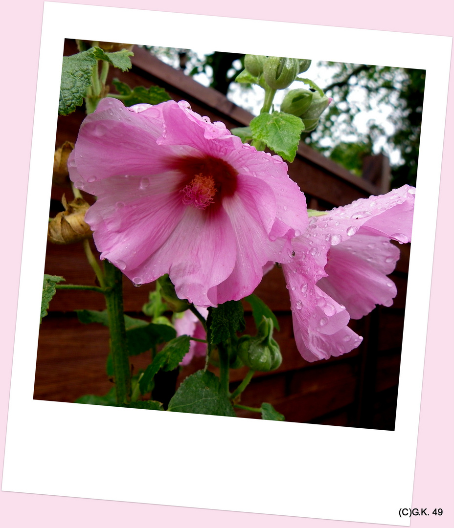 Die rosa farbigen Orientrosen trotzen dem Regenwetter !