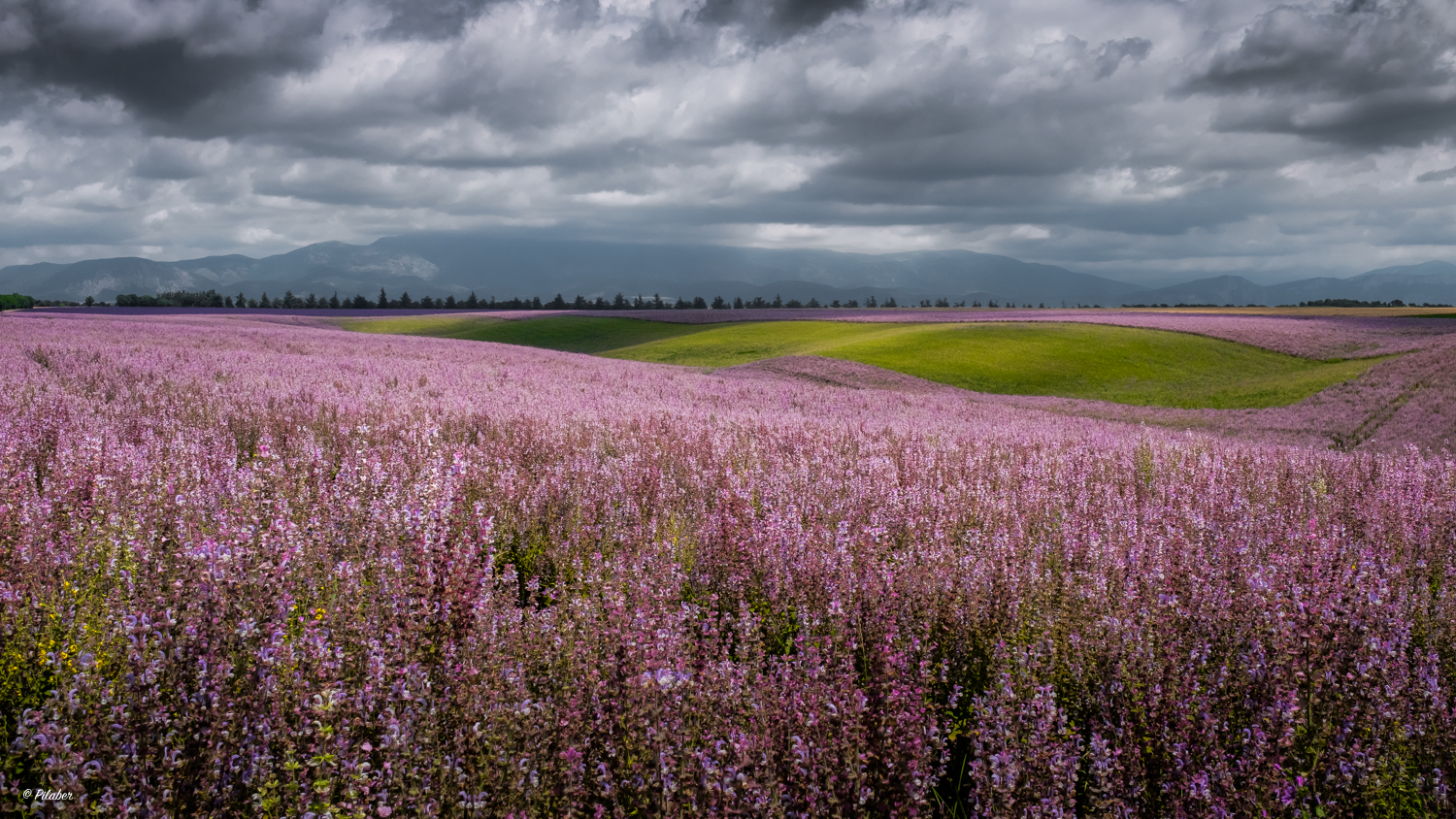 Die rosa Landschaft