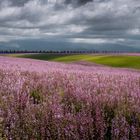 Die rosa Landschaft