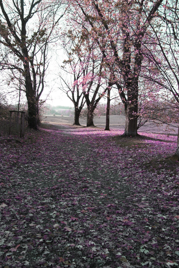 Die rosa Lichtung