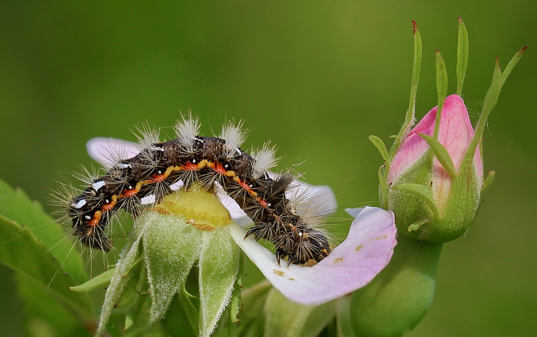 Die Rosa-Rosen-Raupe...