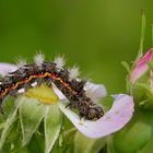 Die Rosa-Rosen-Raupe...