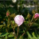 Die rosa Stachelige