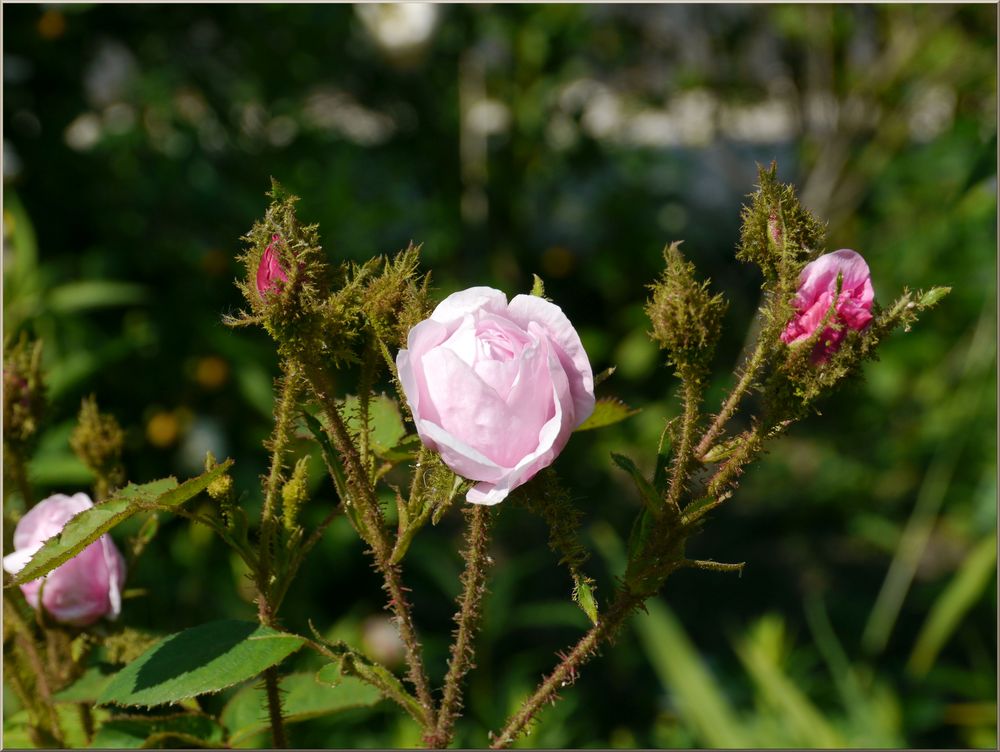 Die rosa Stachelige