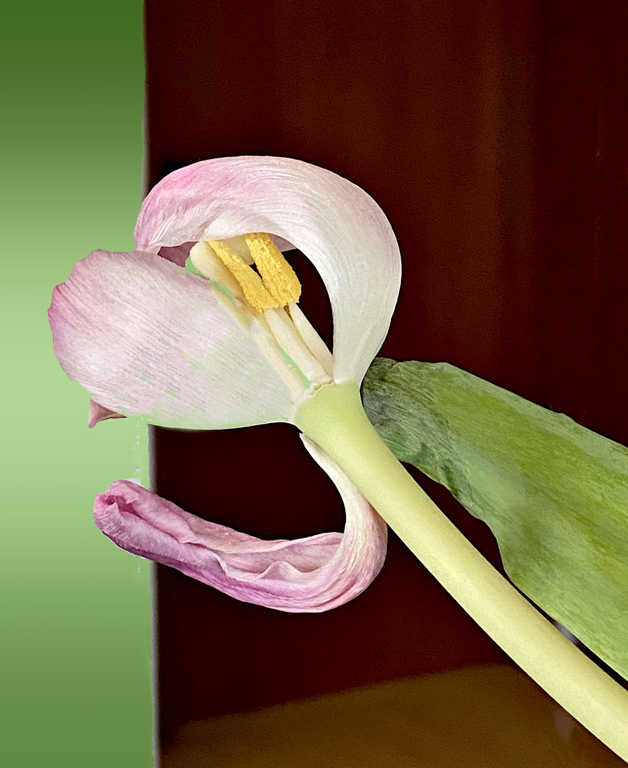 Die rosa Tulpe im Vergehen