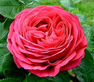 Die rosafarbene Rose mit den ´drei Gesichter