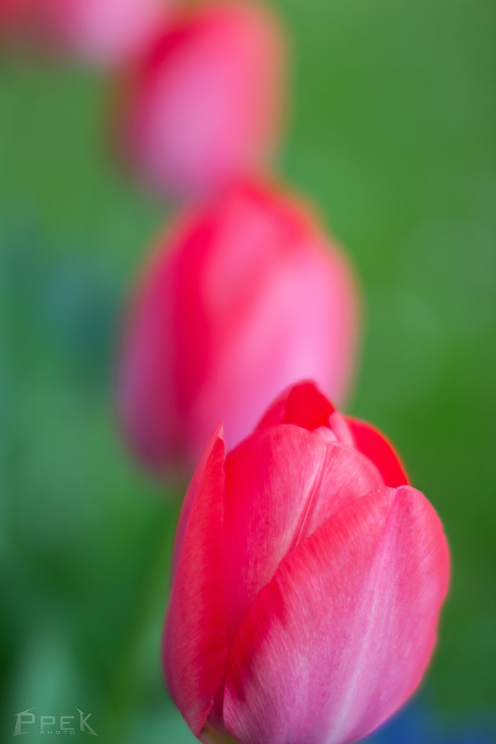 Die rosane Tulpenflucht