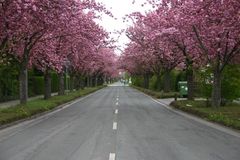 Die rosarote Allee