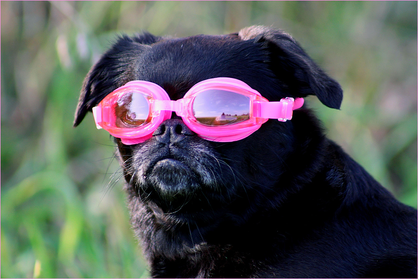 owalo design Brille Fur Hunde