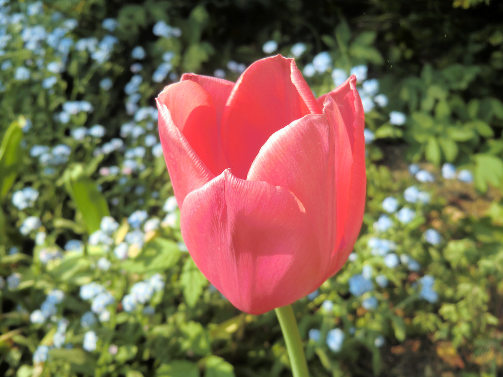 Die Rosarote Tulpe