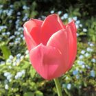 Die Rosarote Tulpe