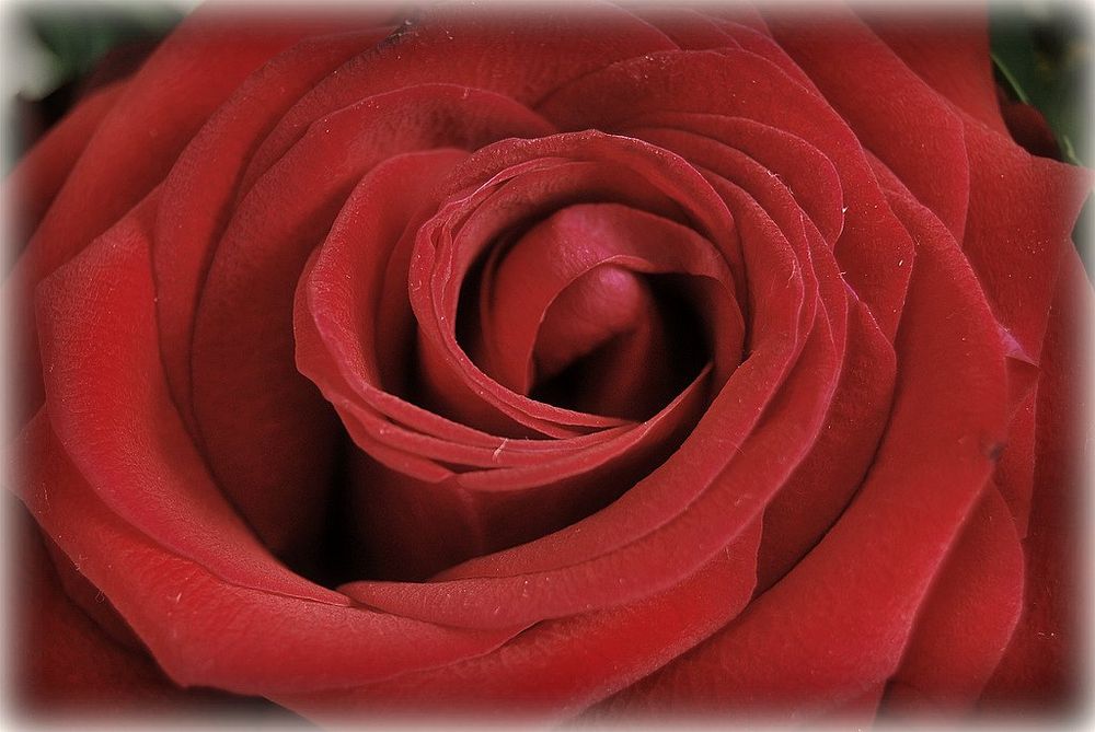 ...die Rose...