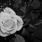 Die Rose 1