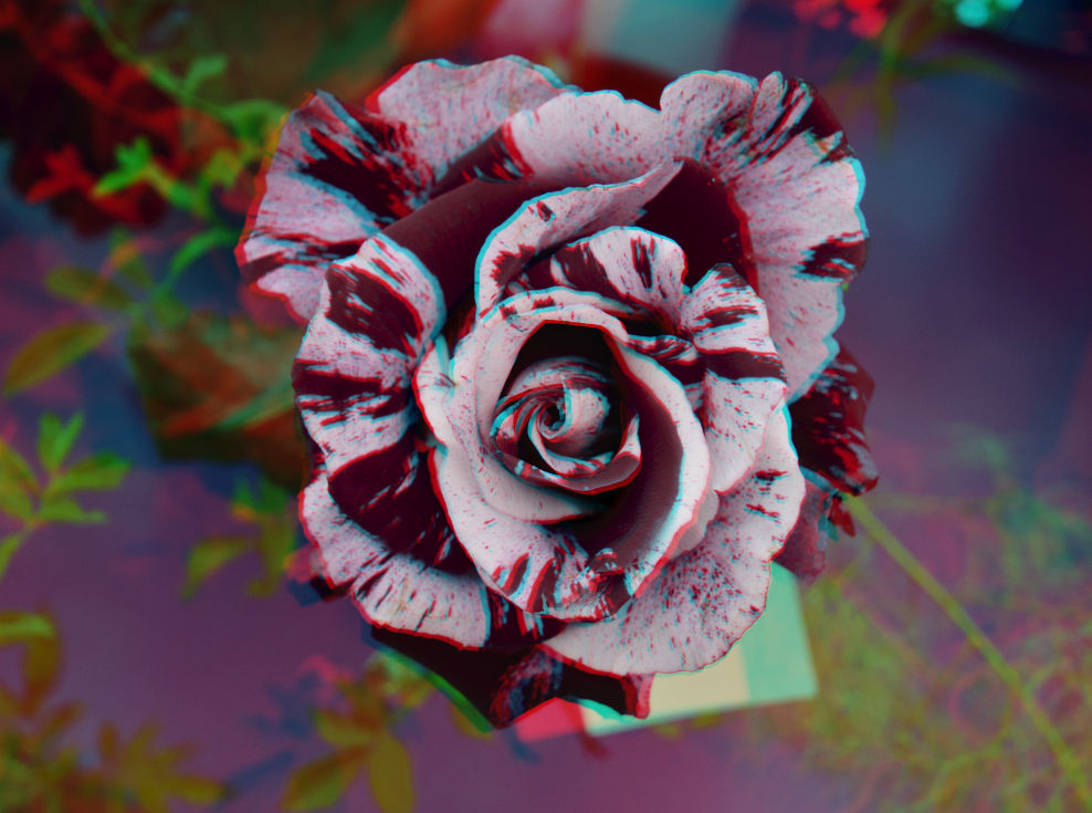 Die Rose