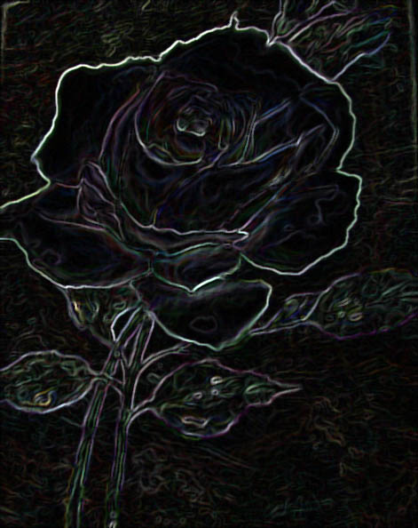 Die Rose