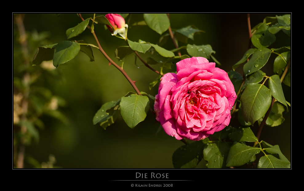 Die Rose