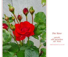 Die Rose