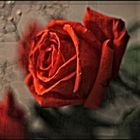 Die Rose