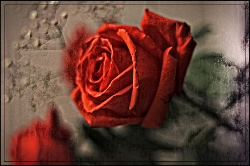 Die Rose