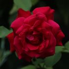 Die Rose