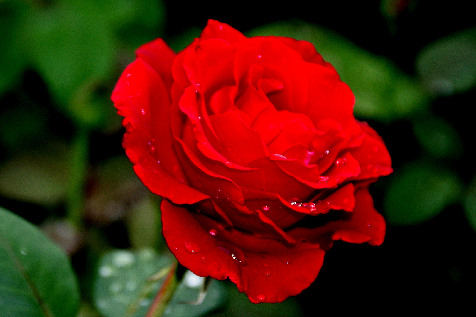 Die Rose.....