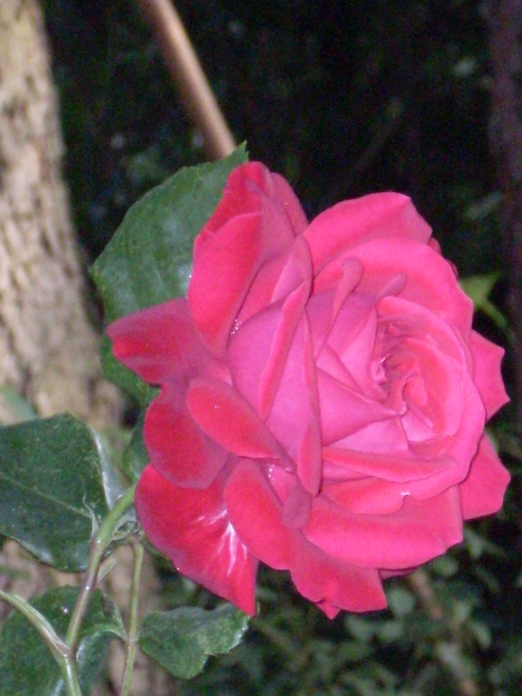 Die Rose