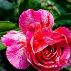 Die Rose Abracadabra