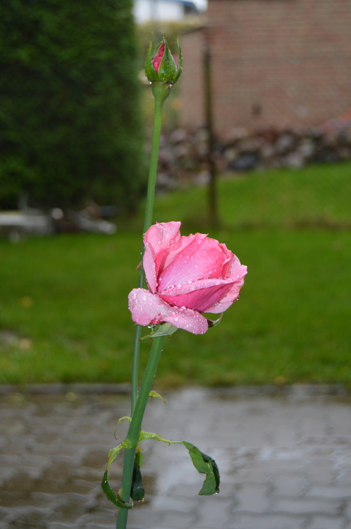 Die Rose am Fenster