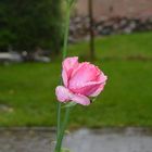 Die Rose am Fenster