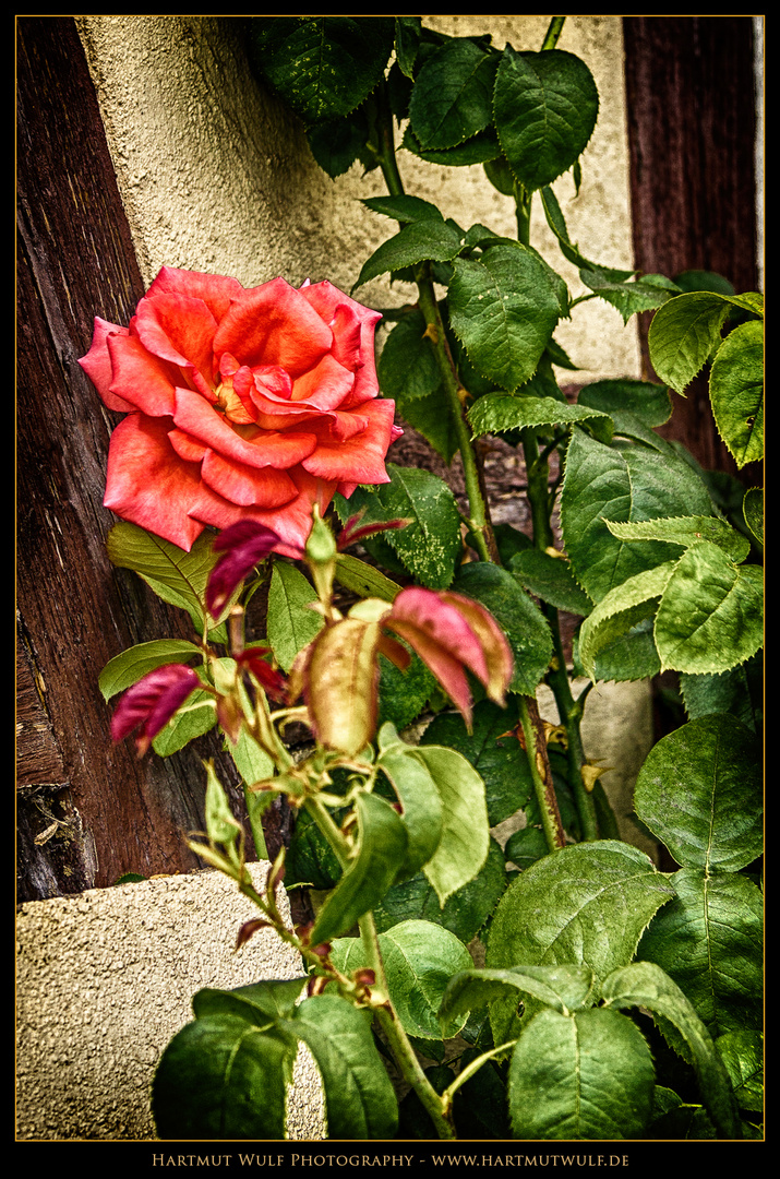 Die Rose am Schloss