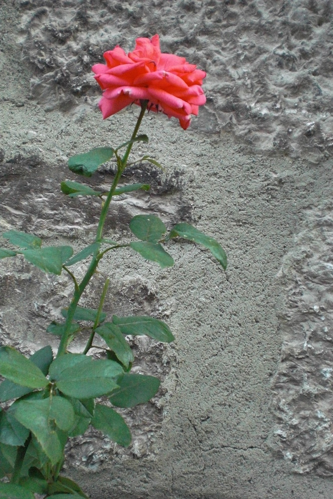 Die Rose an der Wand