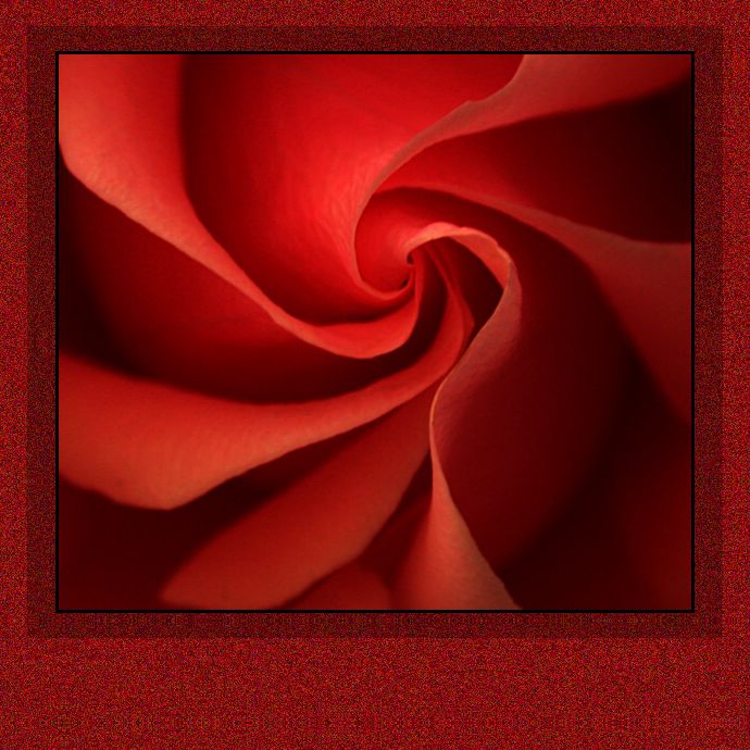 Die Rose auf dem Teppich von Horst Gassner