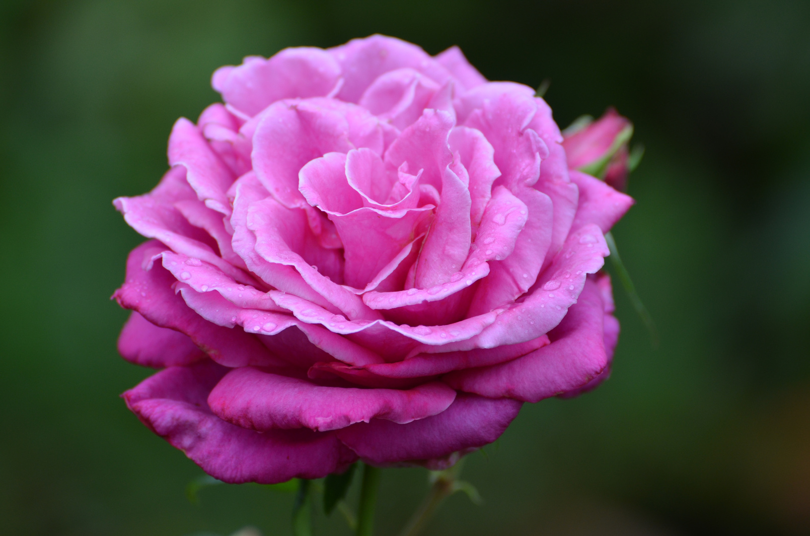 Die Rose aus Nachbars Garten