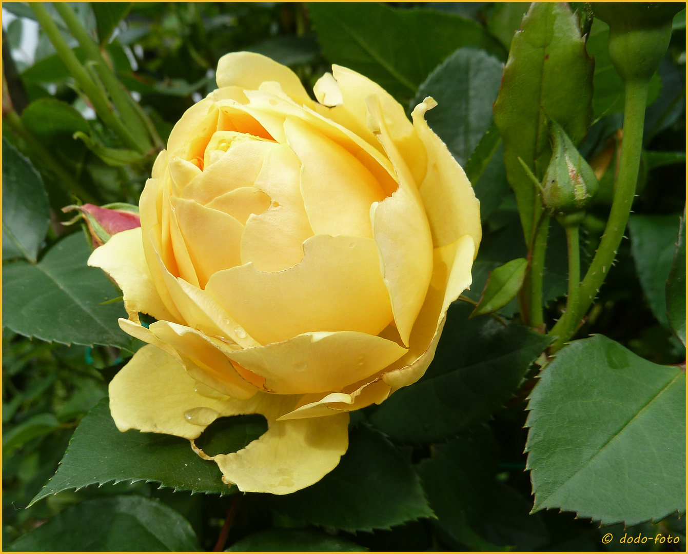 die Rose aus Nachbar's Garten ...
