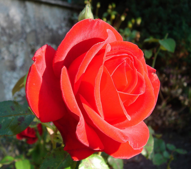 Die Rose aus Nachbars Garten