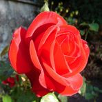 Die Rose aus Nachbars Garten