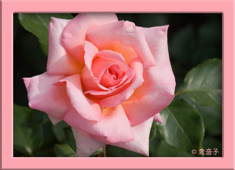 Die Rose aus Nachbars Garten