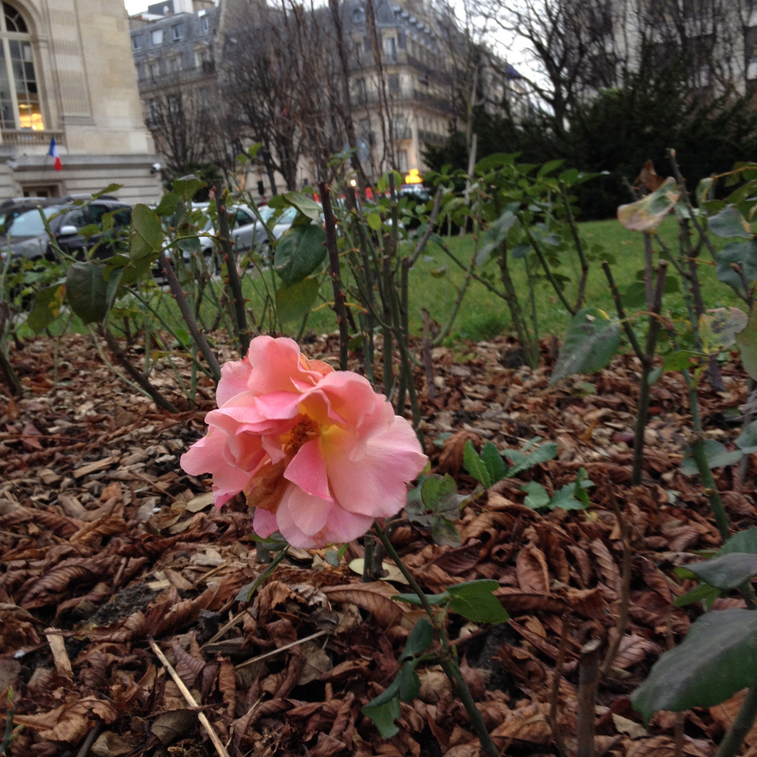 die Rose aus Paris