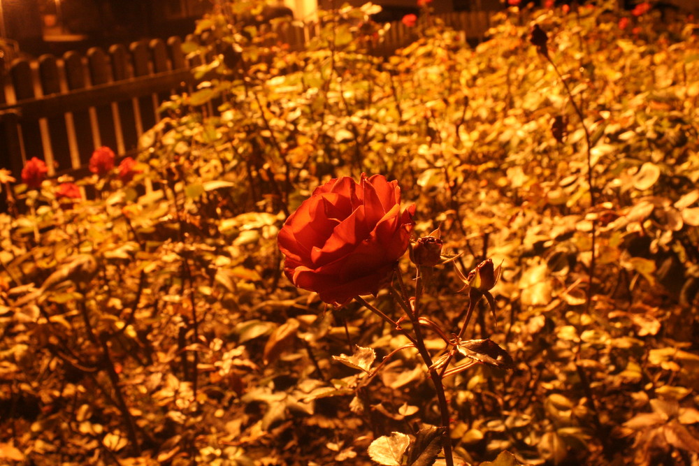 die Rose bei Nacht