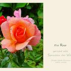 Die Rose