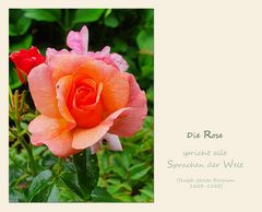 Die Rose