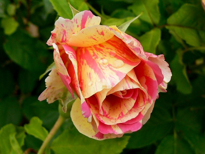 Die Rose "Claude Monet"