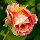 Die Rose "Claude Monet"