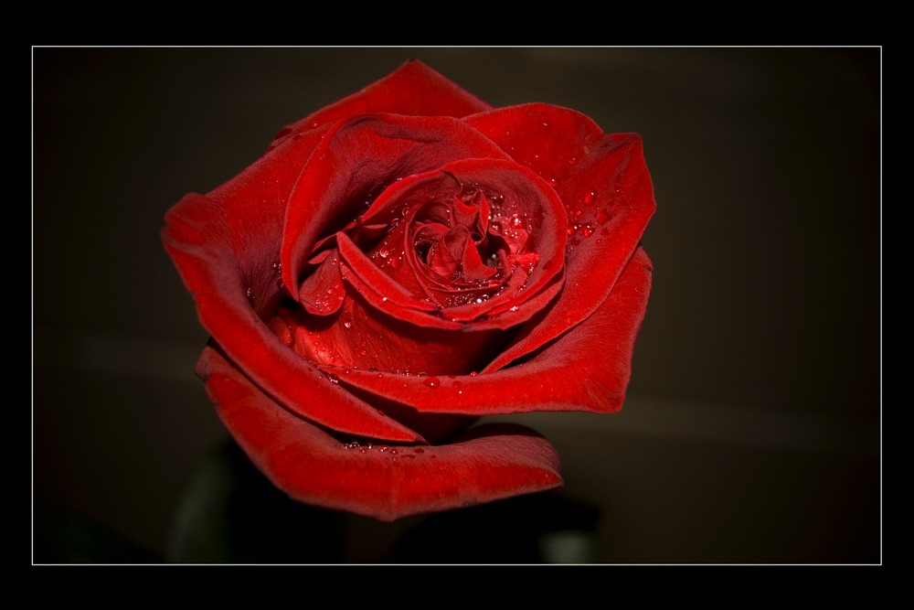 Die Rose